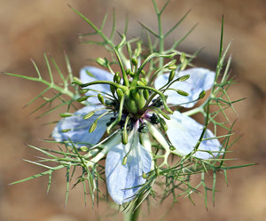 Black Cumin