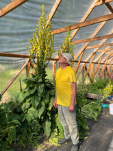 Load image into Gallery viewer, Greek Mullein (Verbascum olympicum)
