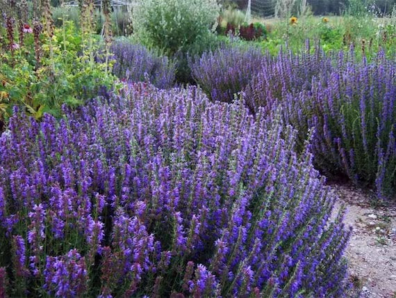 Hyssop  Hyssopus officinalis.