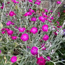 Rose Campion