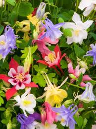 Columbine - McKana Giant Mix