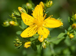 St. John's Wort (Hypericum perforatum)