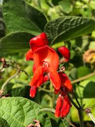 Black Coat Runner Bean