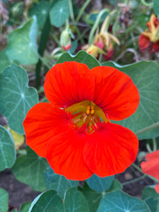 Nasturtium Mix (Tropaeolum spp.)