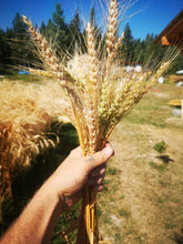 Load image into Gallery viewer, Terminillo Winter Wheat
