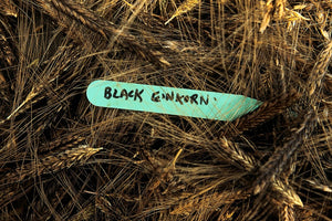 Black Einkorn