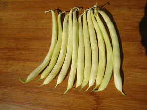 Gold Rush - Bush Snap Bean