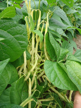 Load image into Gallery viewer, Gold Rush - Bush Snap Bean
