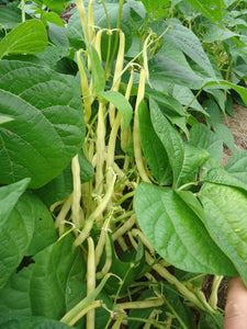 Gold Rush - Bush Snap Bean