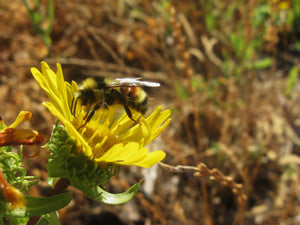 Gumweed (Grindelia robusta)