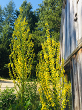 Load image into Gallery viewer, Greek Mullein (Verbascum olympicum)
