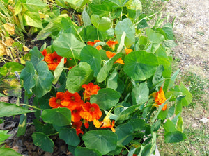 Nasturtium Mix (Tropaeolum spp.)