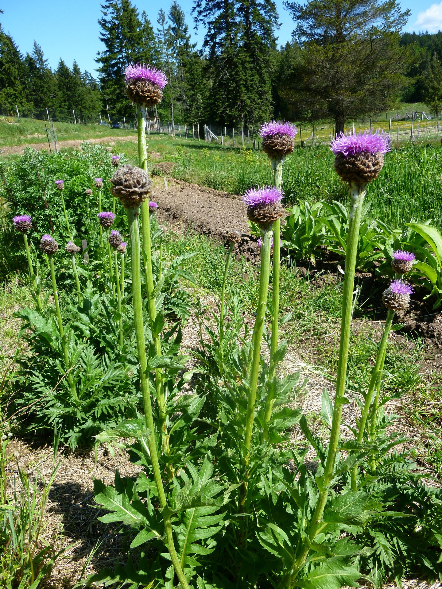 Tincture: Maral Root (Rhaponticum carthamoides Asteraceae) Fresh Root