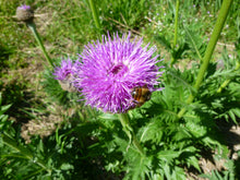 Load image into Gallery viewer, Tincture: Maral Root (Rhaponticum carthamoides Asteraceae) Fresh Root - 50ml
