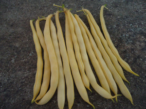 Rocdor Wax Bean