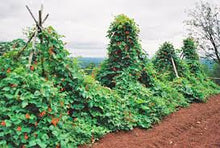 Load image into Gallery viewer, Scarlet Runner Beans (Phaseolus coccineus)
