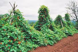 Scarlet Runner Beans (Phaseolus coccineus)