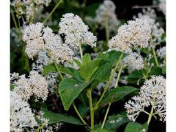 Image of New Jersey tea (Ceanothus americanus) bush