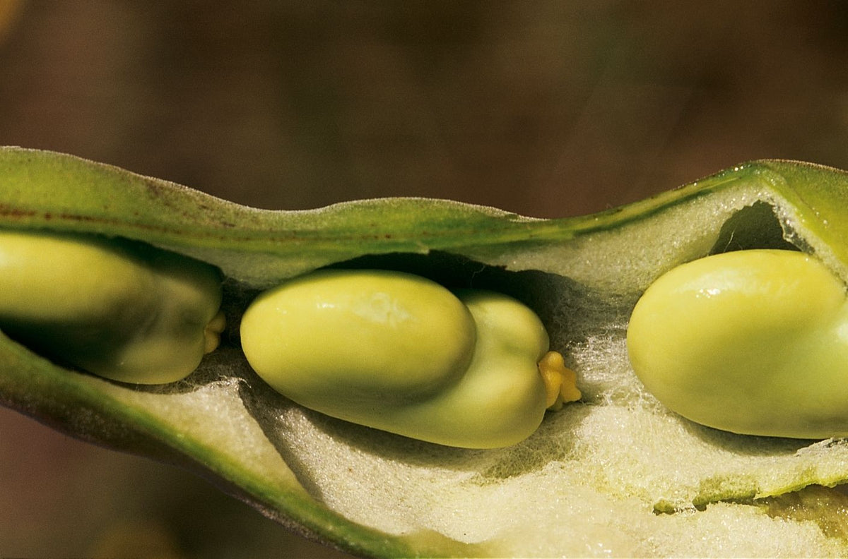 Barton's Broad Bean Seed - Heirloom, Organic, Non-GMO