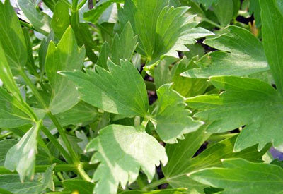 Lovage (Levisticum officinalis)