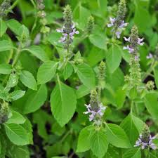 Rama Tulsi Indian Holy Basil Heritage Herb Seed Salt Spring