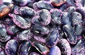 Scarlet Runner Beans (Phaseolus coccineus)