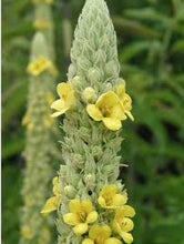 Load image into Gallery viewer, Common Mullein (Verbascum thaspus Scrophulariaceae)
