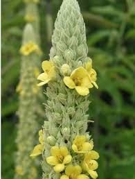 Common Mullein (Verbascum thaspus Scrophulariaceae)