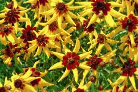 mardi gras coreopsis