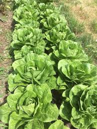 Majestic Green Romaine