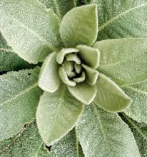 Load image into Gallery viewer, Common Mullein (Verbascum thaspus Scrophulariaceae)
