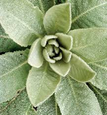 Common Mullein (Verbascum thaspus Scrophulariaceae)