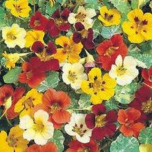 Load image into Gallery viewer, Nasturtium Mix (Tropaeolum spp.)
