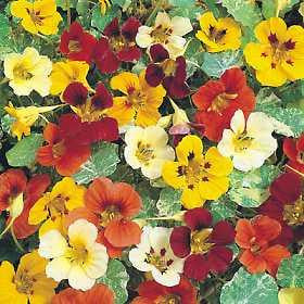 Nasturtium Mix (Tropaeolum spp.)